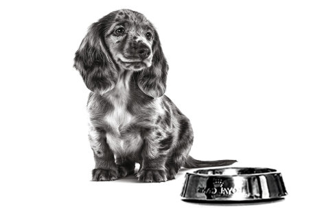 Comment obtenir votre coffret Royal Canin Mini pour chiot en cadeau ?