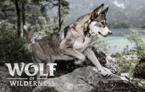 Wolf of Wilderness - дикий и первобытный!