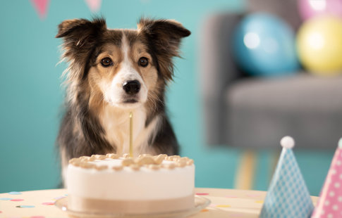 Κέικ σκύλου: Τρεις νόστιμες συνταγές