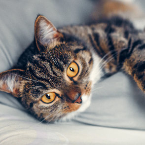 Κρεβάτια & Mαξιλάρια για Γάτες