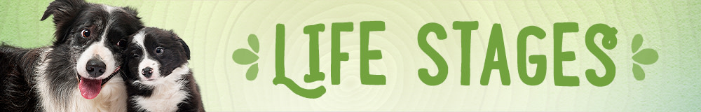Dog Life Stages