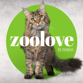 zoolove produse pentru pisici