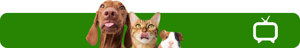 Pies, kot, świnka morska na zielonym tle 