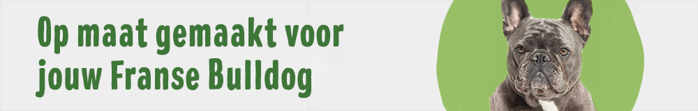 Franse Bulldog