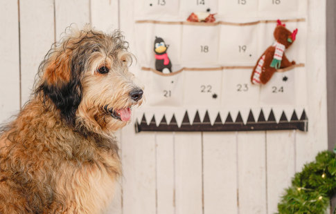 Zrób to sam - kalendarze adwentowe dla psów