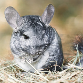 Chinchilla voer