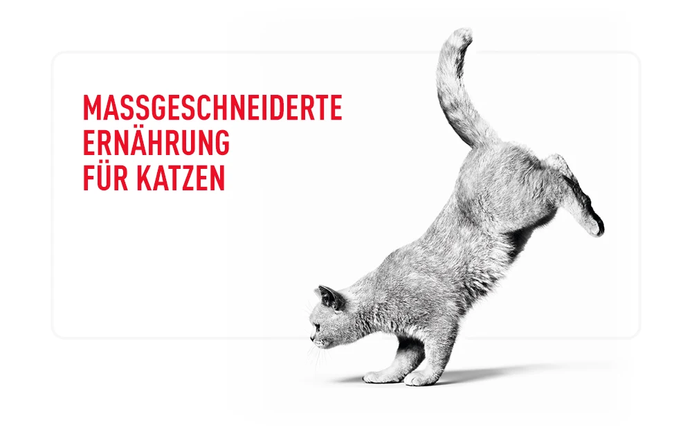 Royal Canin Hunde- und Katzenfutter: günstig bei zooplus