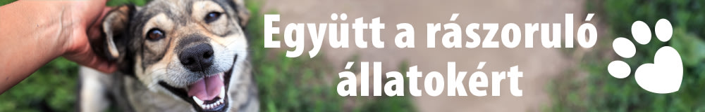 Segítsünk együtt a rászoruló állatoknak!