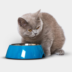Miski ceramiczne dla kota