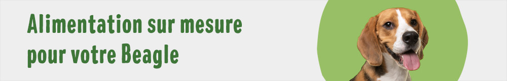 Alimentation sur mesure pour votre Beagle