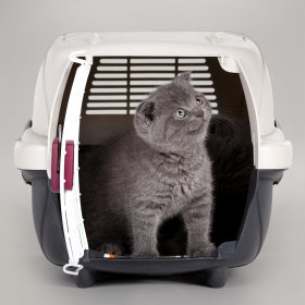 Transport pour chaton & jeune chat