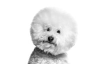 Royal Canin Breed Nutrition Subpage - Bichon frisé Image