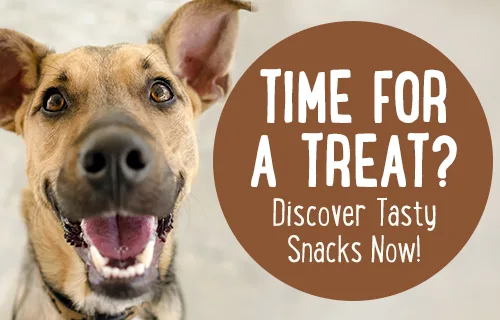 Shop dog treats at zooplus!