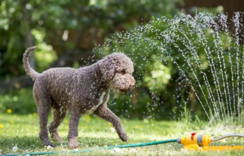 Câinele suferă de căldură: 10 sfaturi pentru zilele toride de vară