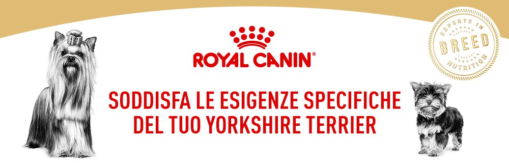 Soddisfa le esigenze specifiche del tuo Yorkshire Terrier 