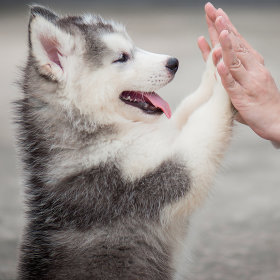 Puppy training