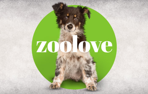 zoolove für Hunde