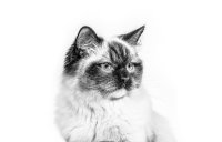 ROYAL CANIN BRAND PAGE - CAT Subpage - Category Carousel - Buy by Breed - Ragdoll image