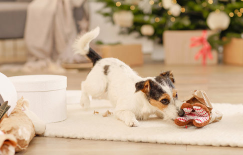 5 συμβουλές για σκύλους- Χριστούγεννα