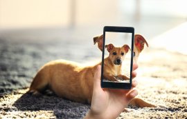 10 tips för att ta perfekta bilder av din hund