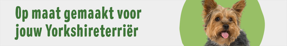 Yorkshireterriër