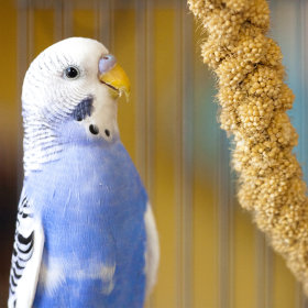 Bird snacks