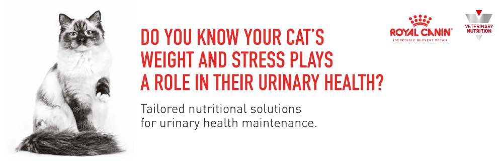 Do You Know Your Cat's Weight and Stress Plays a Role in Their Urinary Health?