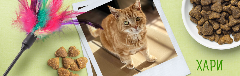 Хари - нашият кулинар