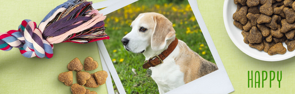 zooplus pets - Hond - Happy