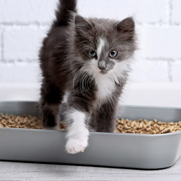 Katzenklo & Katzentoilette günstig kaufen zooplus Seite 148