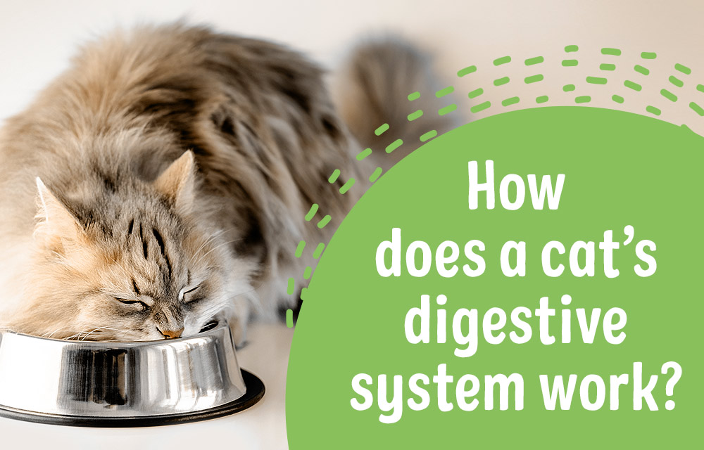 Digestive Problems in Cats