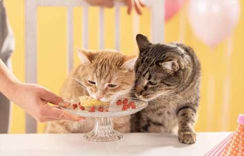 Jak upéct koláč pro kočky