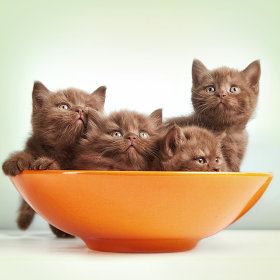 Zdjelice za mačiće