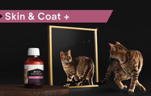 Pro Plan Supplement Skin & Coat para gatos