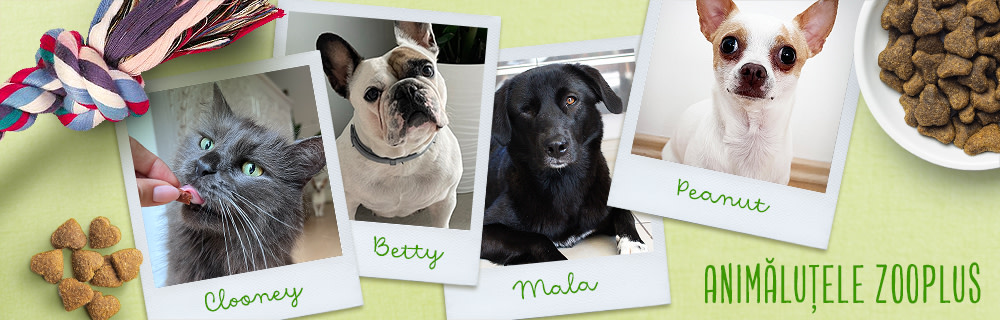 zooplus pets