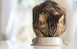 Alimentation light ou diététique pour le chat