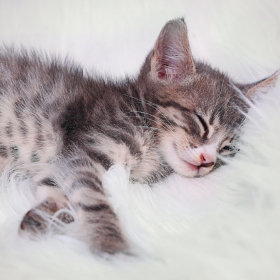 Betten und Kissen für junge Kätzchen