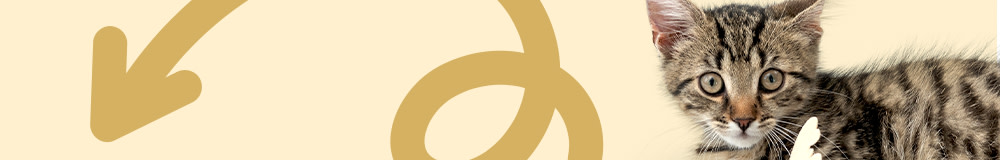 EXTRA voucher la jucăriile selectate TIAKI, Modern Living, Nomad Tales și zooplus exclusive pentru pisi!