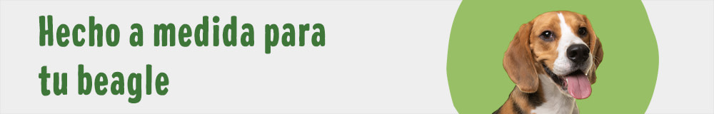 Hecho a medida para tu beagle