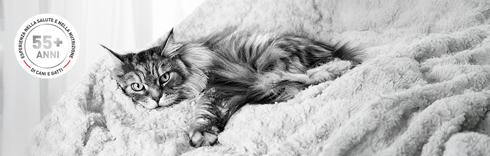 Oltre 55 anni di esperienza nella salute animale e nella scienza.