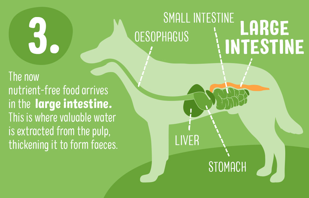 Digestive Problems in Dogs