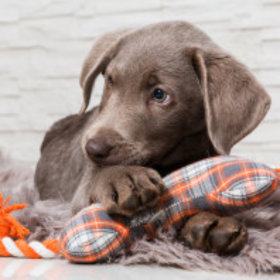 Brinquedos para cachorros