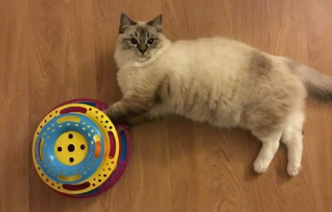 Trixie Turn de jucărie pentru pisici
