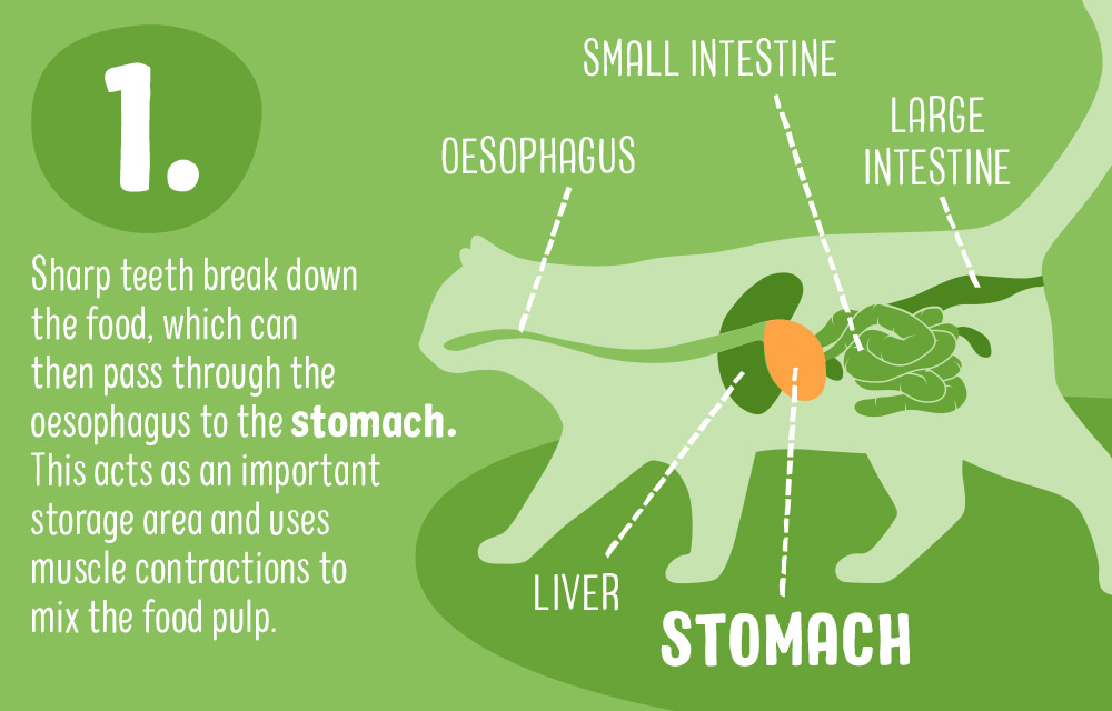 Digestive Problems in Cats