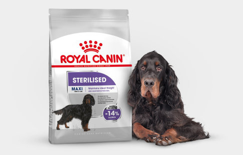 Royal Canin pour chien stérilisé