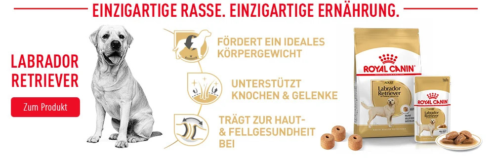Labrador Retriever Rasse-Bedürfnisse