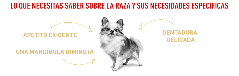 Royal Canin Chihuahua