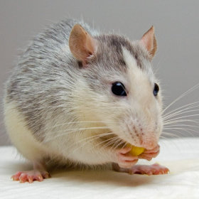 Pokarm dla szczurów