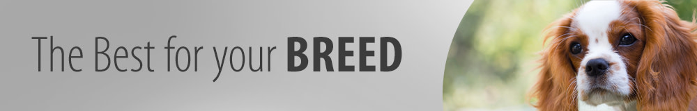 Cavalier King Charles