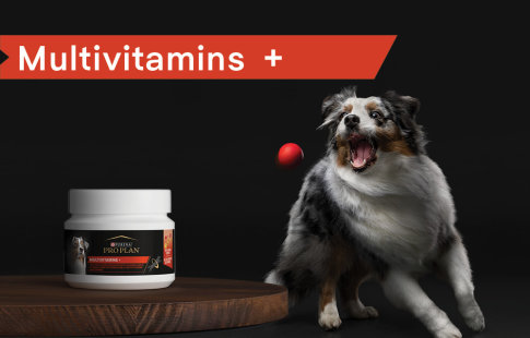 PRO PLAN® Multivitamins+ pour chien